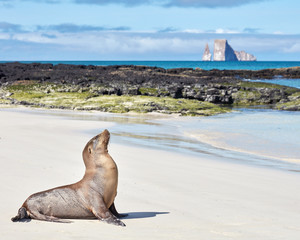 Galapagos Sea Lion with Ocean and Kicker Rock