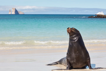 Sea Lion on Beach with Kicker Rock and Boat