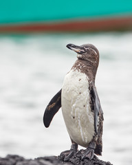 Galapagos Penguin on Rock