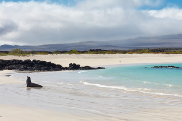 Sea Lion on White Beach in Galapagos