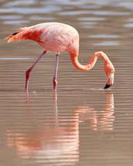 Galapagos Flamingo with Reflection