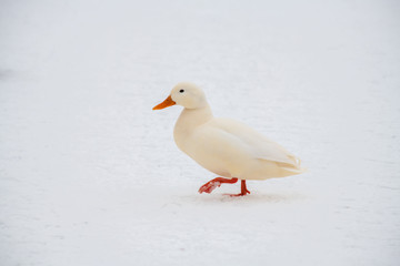 Wild duck mallard white rare mutant winter
