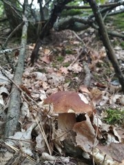Boletus mushroom in the forest