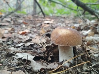 Boletus mushroom in the forest