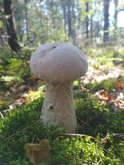mushroom in the forest