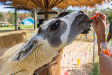 Lama in the zoo © AK ST