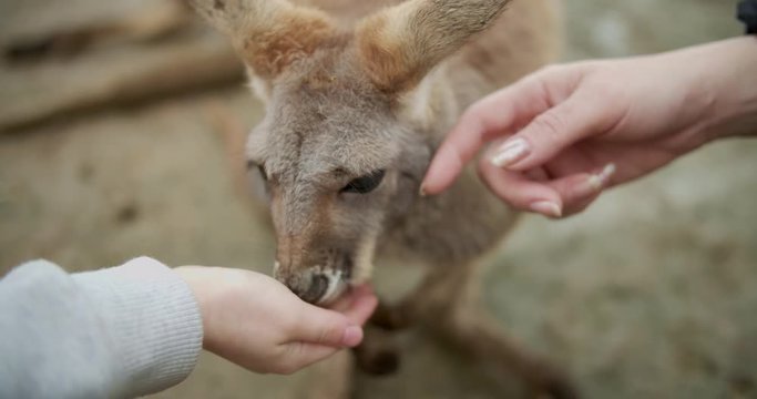 Petting Baby Red kangaroo 