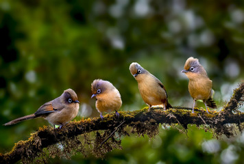 Spectacled Barwing on branch in nature on Doi Pha Hom Pok National Park; Thailand.
