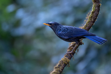Blue Whistling Thrush on branch in nature on Doi Pha Hom Pok National Park. Thailand.	
