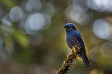 Large Niltava Male on Doi Pha Hom Pok National Park; Thailand.