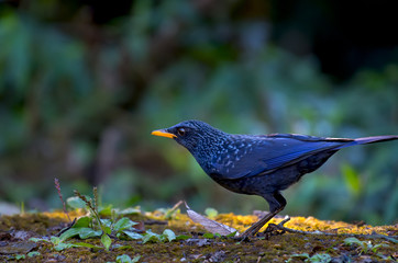 Blue Whistling Thrush on branch in nature on Doi Pha Hom Pok National Park. Thailand.	
