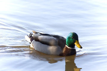 Close-up of a male mallard duck swimming in the calm water