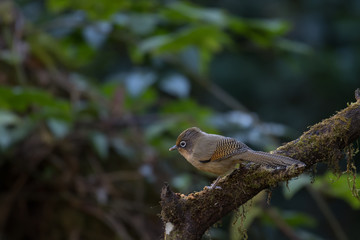 Spectacled Barwing on branch in nature on Doi Pha Hom Pok National Park; Thailand.
