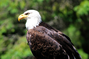 Close-up profile of a bald eagle