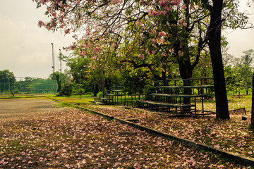 Naklejka premium Landscape of tree and Old grandstand at the side of field