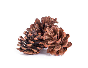 Pine cone on white background