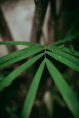 green leaf in the garden