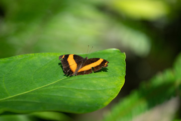 Australian Lurcher Butterfly resting on a green leaf in Queensland Australia
