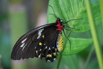 Close up of a Cairns Birdwing butterfly in Australia
