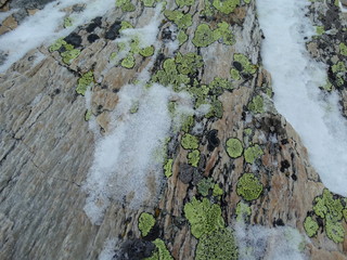 Lichens on stone under the snow