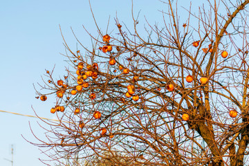  kako tree in autumn
