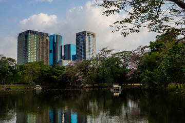 Landscape of tree in the park