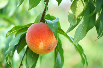 close up on peaches on the branch