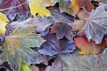 frost colorful leaves in the cold morning as nature background