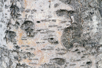 tree bark close-up in detail - wood texture
