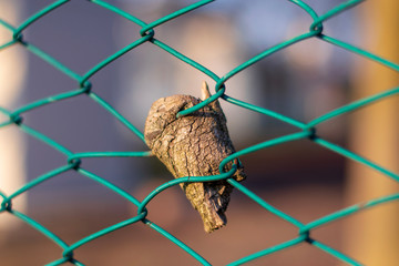 little piece of wood caught in a wire fence