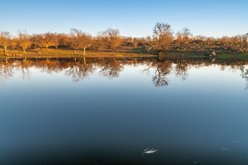 Obraz premium View of a lagoon at the Spanish countryside. A view of the blue sky and bare trees reflections in water on a sunny day. Big farming lands for agriculture and an amazing landscape 