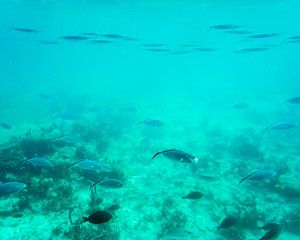 Fototapeta na wymiar tropical schools of fish underwater