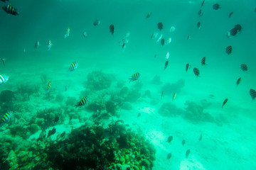 Fototapeta na wymiar tropical schools of fish underwater