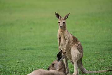 Naklejka na ściany i meble Kangaroos in a green field in Australia