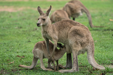 Closeup of a Kangaroo