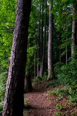 Natural trail along the shore at Lake Johnson Park in Raleigh North Carolina.