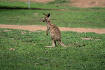 Closeup of a young Kangaroo