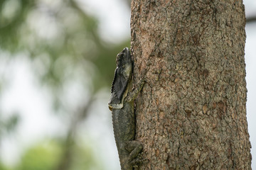 A Frilled Neck Lizard on a tree branch