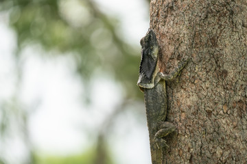 A Frilled Neck Lizard on a tree branch