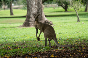 Male Kangaroo
