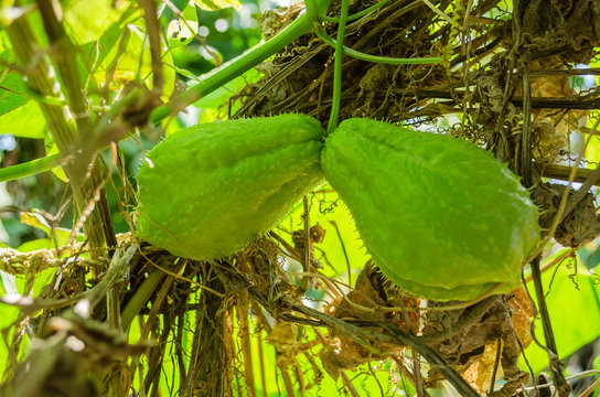 Two Christophines On Vine