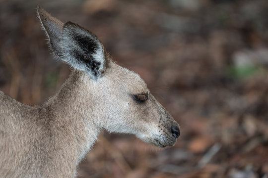 Closeup of a Kangaroo