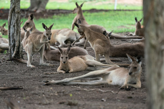 Group of Kangaroos lying down