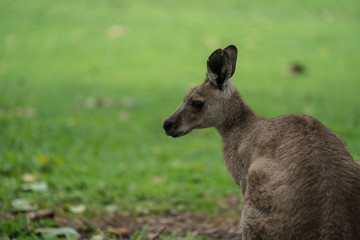 Closeup of a young Kangaroo