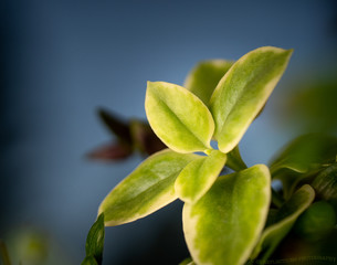 Closeup plant against blue background