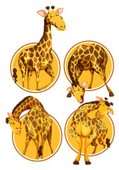 Set of giraffe circle banner