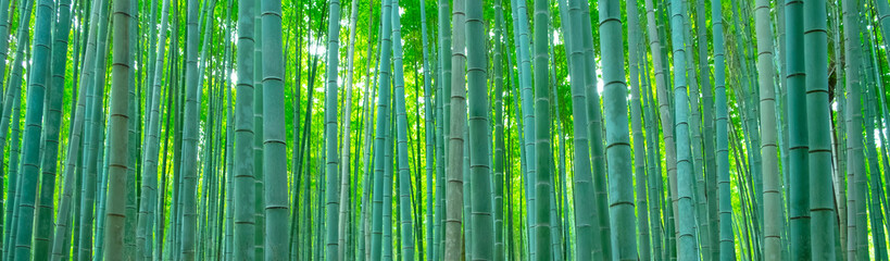 Panele Szklane Podświetlane  las bambusowy