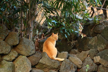 돌담 위에 앉아 있는 고양이의 모습이다.