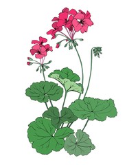 Pelargonium vector graphics.