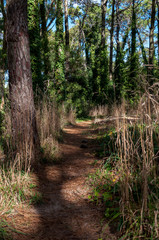 Path inside the forest of Villa Gesell